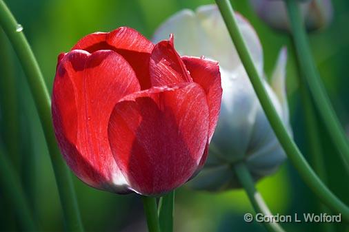 Red Tulip_53512.jpg - Photographed at Ottawa, Ontario - the Capital of Canada.